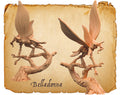 Belladonna